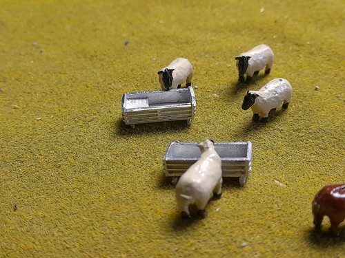 Gauge sheeps cows - oo,